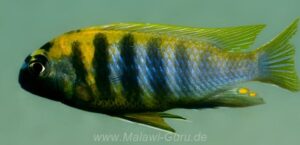 Tropheops sp. 'weed' Mdowe